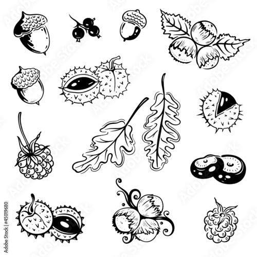 Herbst, Blätter, Laub, Ranke, flora, vector set