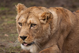 Barbary lioness 6649