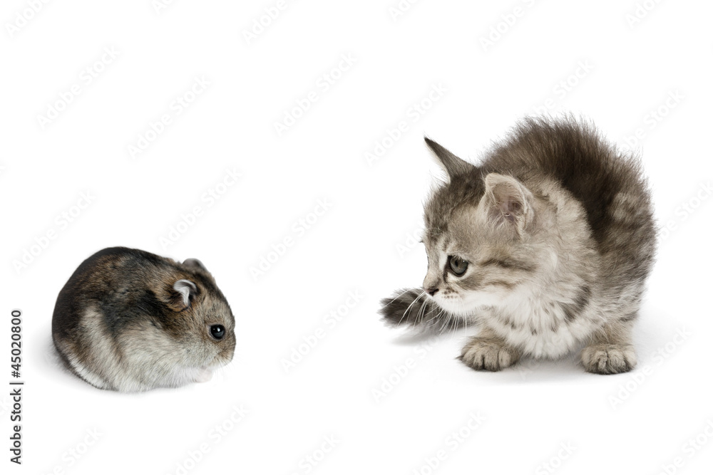 Obraz premium kitten