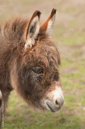 donkey portrait 6958