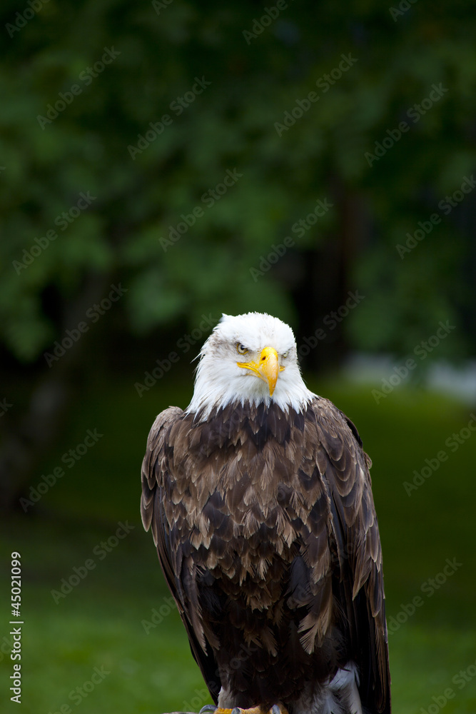 Obraz premium Sea eagle standing with green background