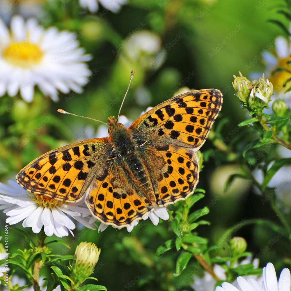 Großer Perlmutterfalter auf Sommerblumen Großer Perlmutterfalter auf Sommerblumen