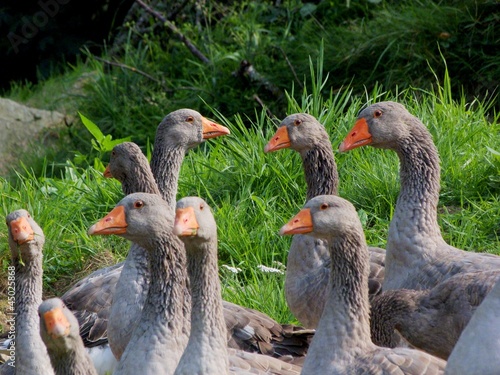 Fototapeta huit oies