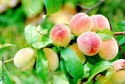 Peaches on a branch