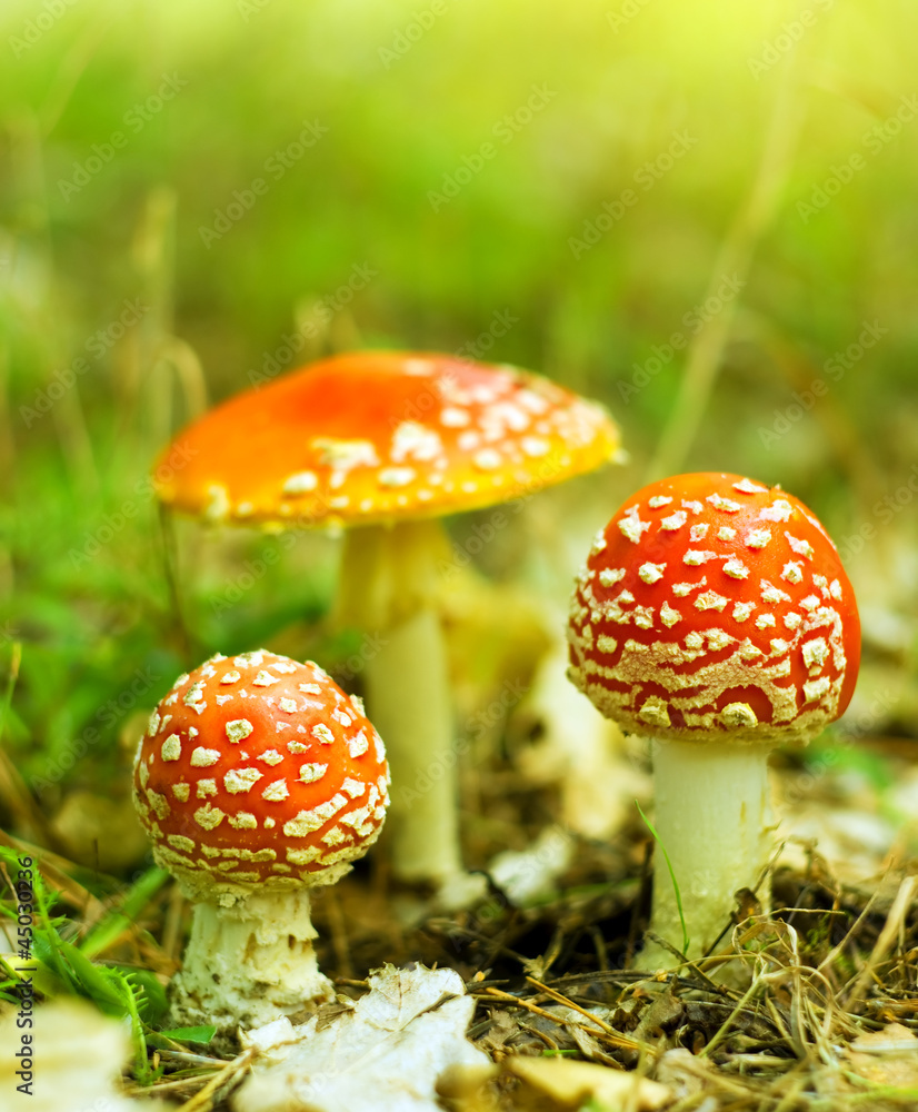 Amanita muscaria Amanita muscaria