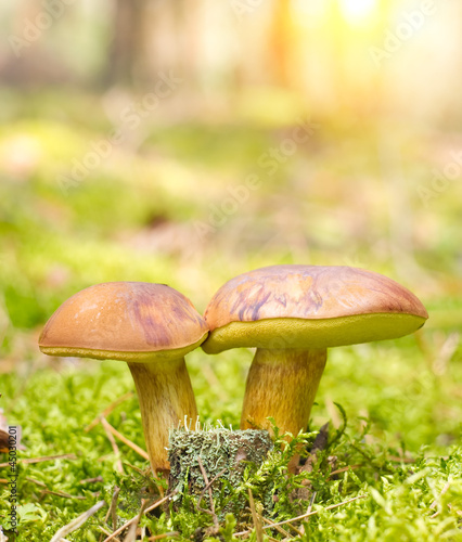 mushroom family in moss.
