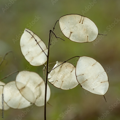 Einjähriges Silberblatt Lunaria annua