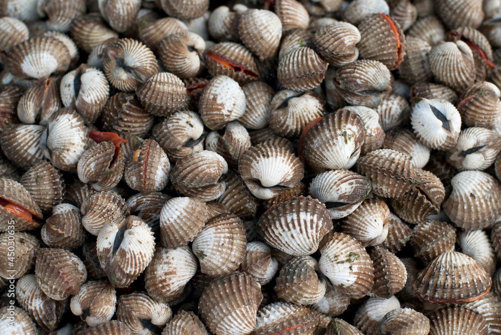 closeup cockles shell background