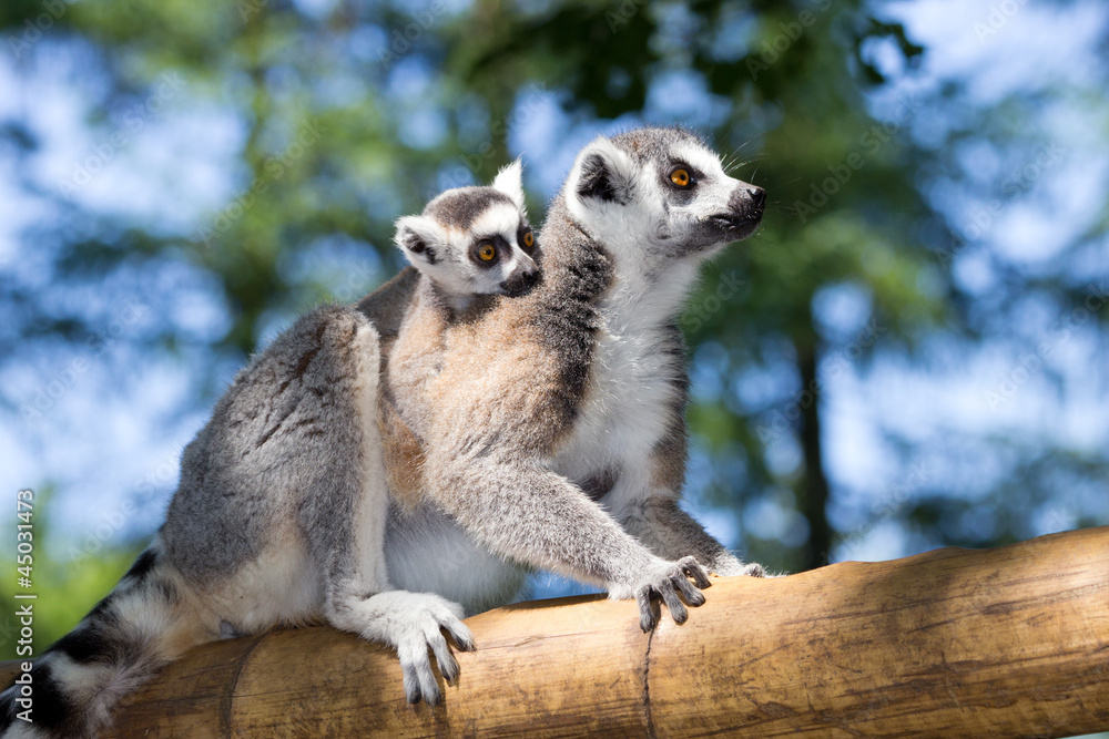 Obraz premium ring-tailed lemur