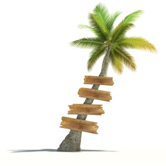 Palm tree with wooden signs