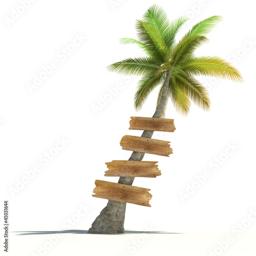 Palm tree with wooden signs