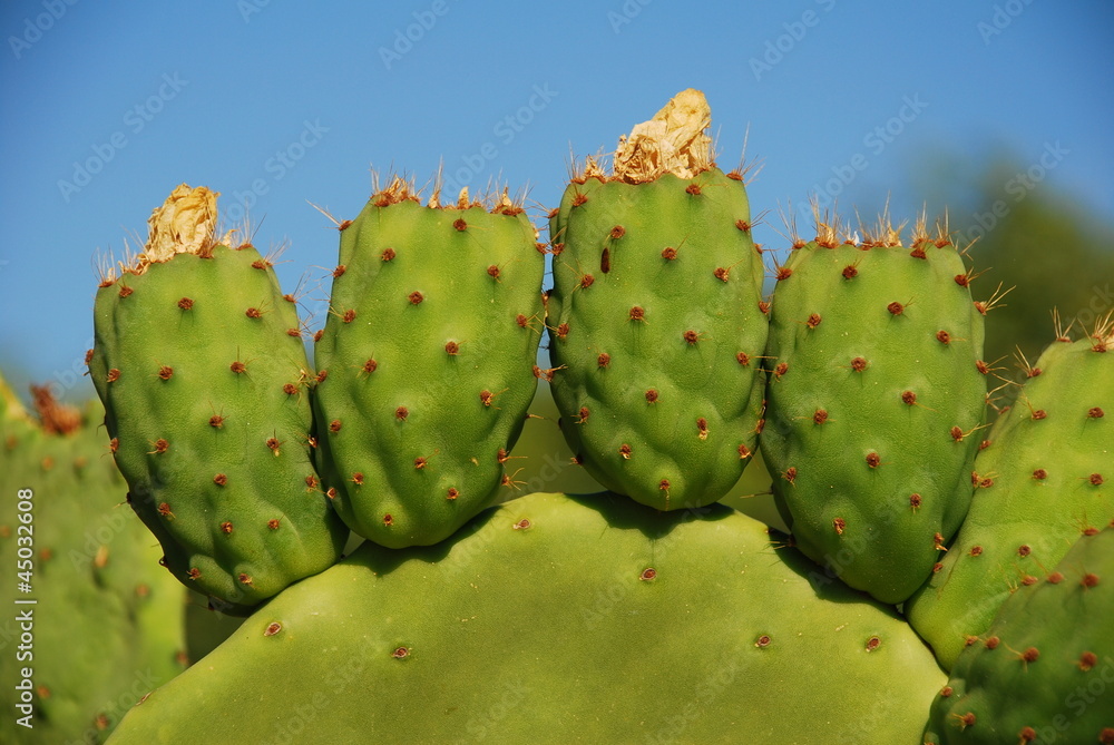 Prickly pear cactus, Halki, Greece Prickly pear cactus, Halki, Greece