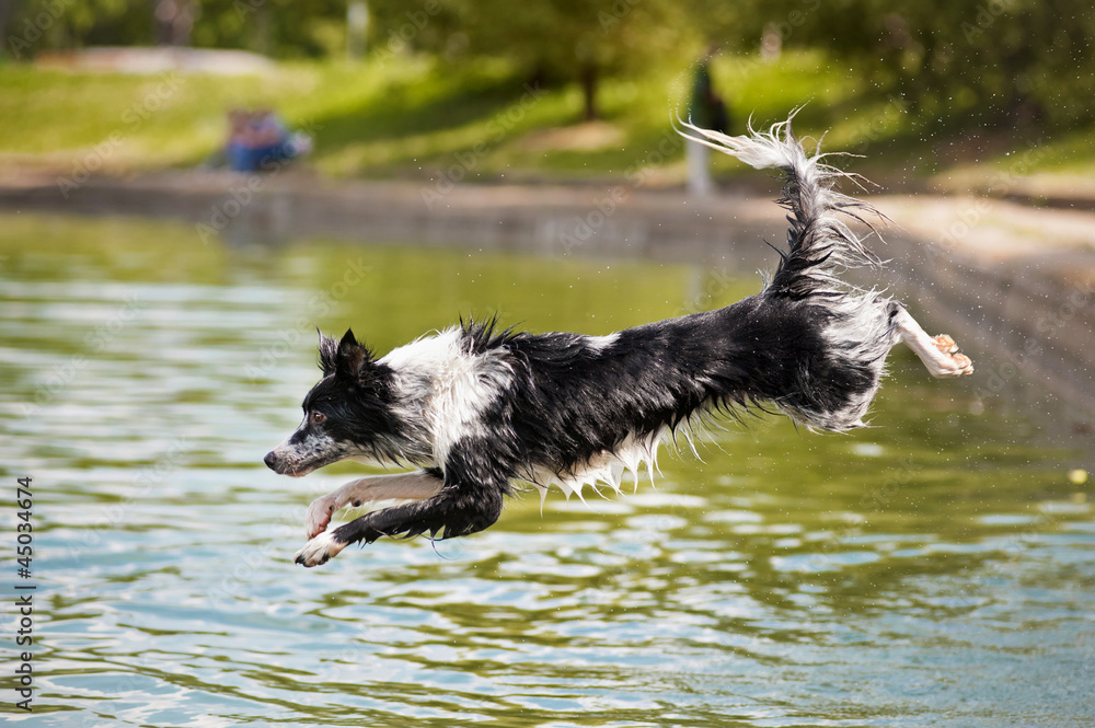 Dog border collie jumps into the water Dog border collie jumps into the water