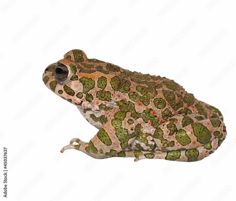 Fototapeta premium European green toad, Bufo viridis, isolated on white background