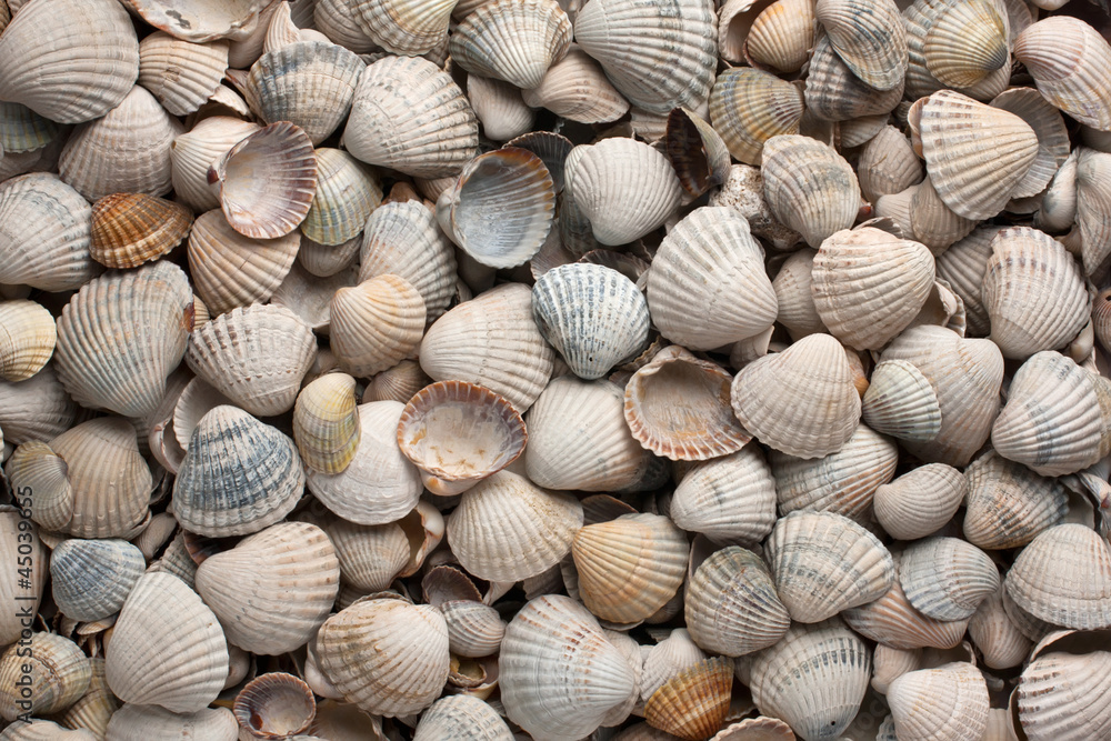 sea shells, background