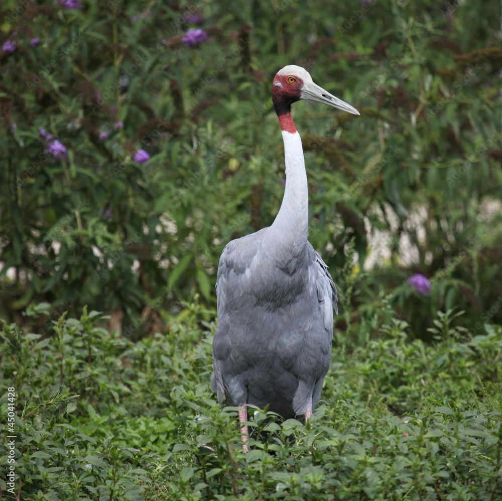 Naklejka premium La grue.