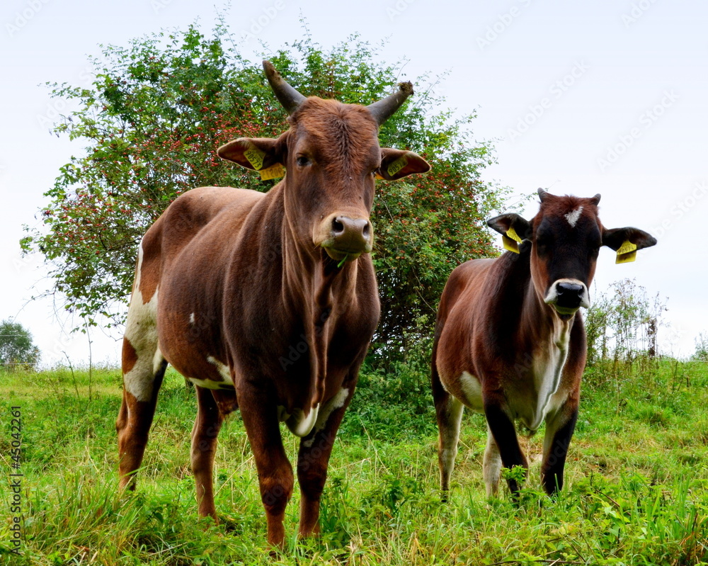 Fototapeta premium Zebu-Rinder