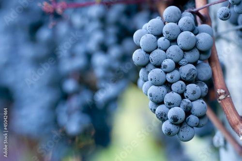 Red grapes photo