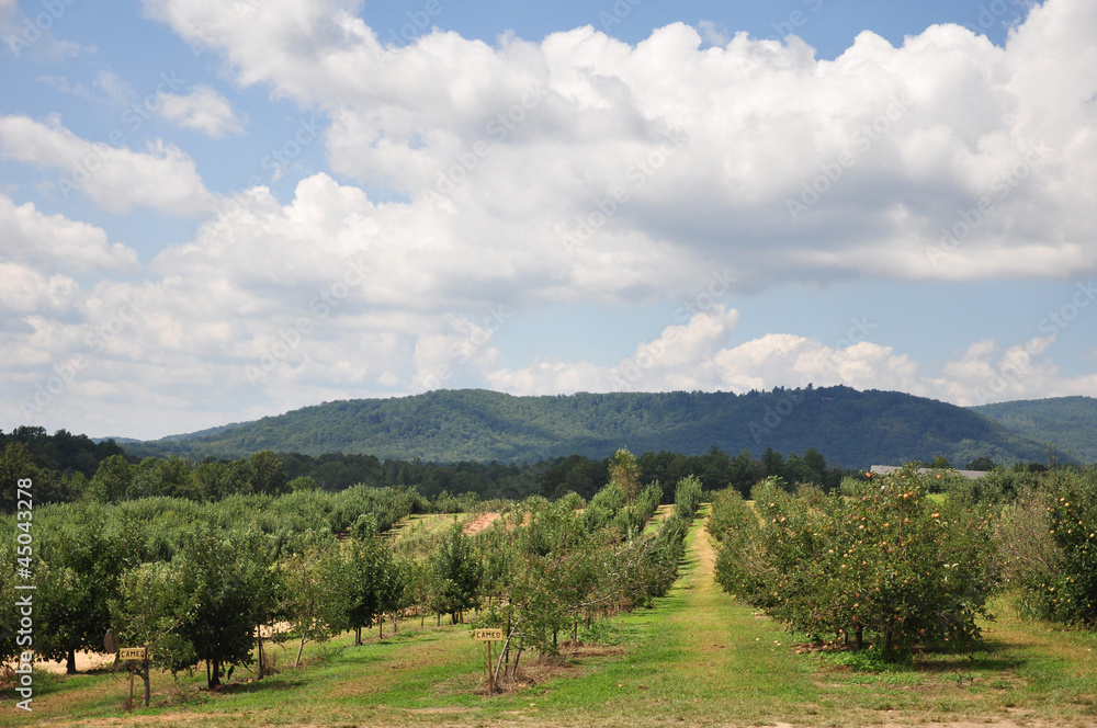 Organic Apple Orchard