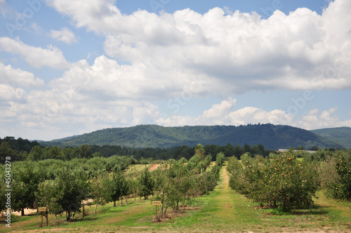 Organic Apple Orchard