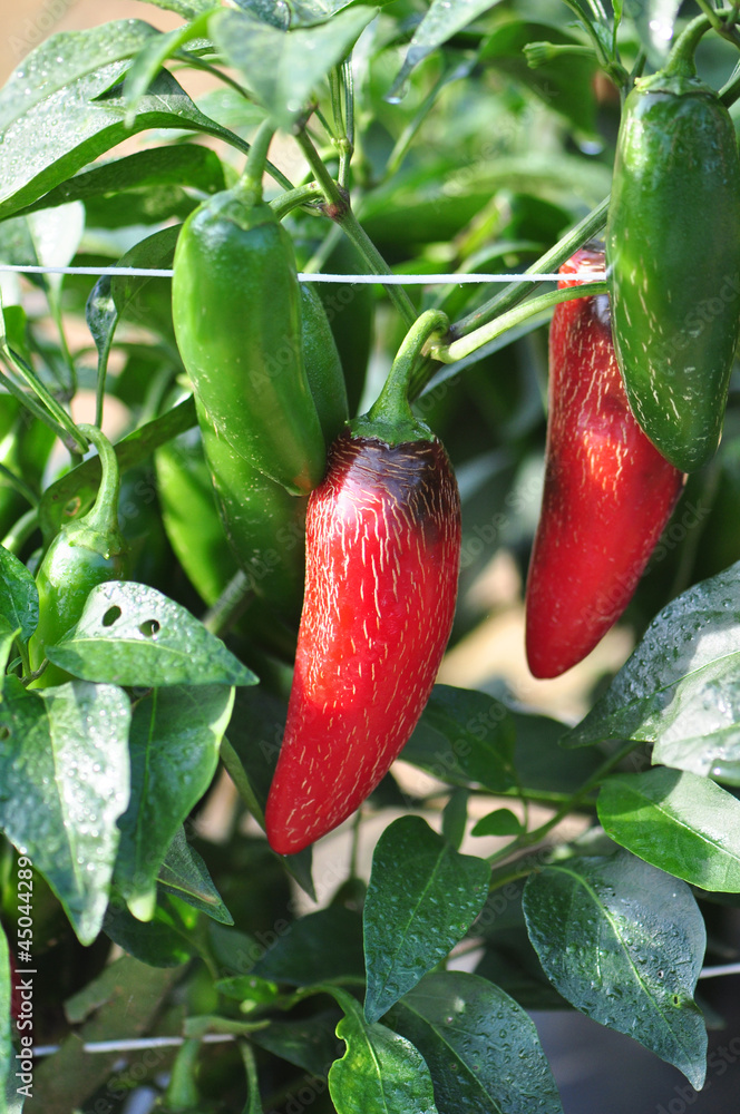 Hot Pepper Farm Hot Pepper Farm
