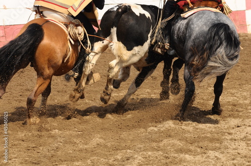 Fototapeta Naklejka Na Ścianę i Meble -  rodeo - rodeo de criaderos durante la fiestas patrias de chile