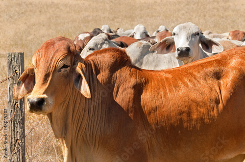 Australian beef herd brown brahman cattle live animals photo