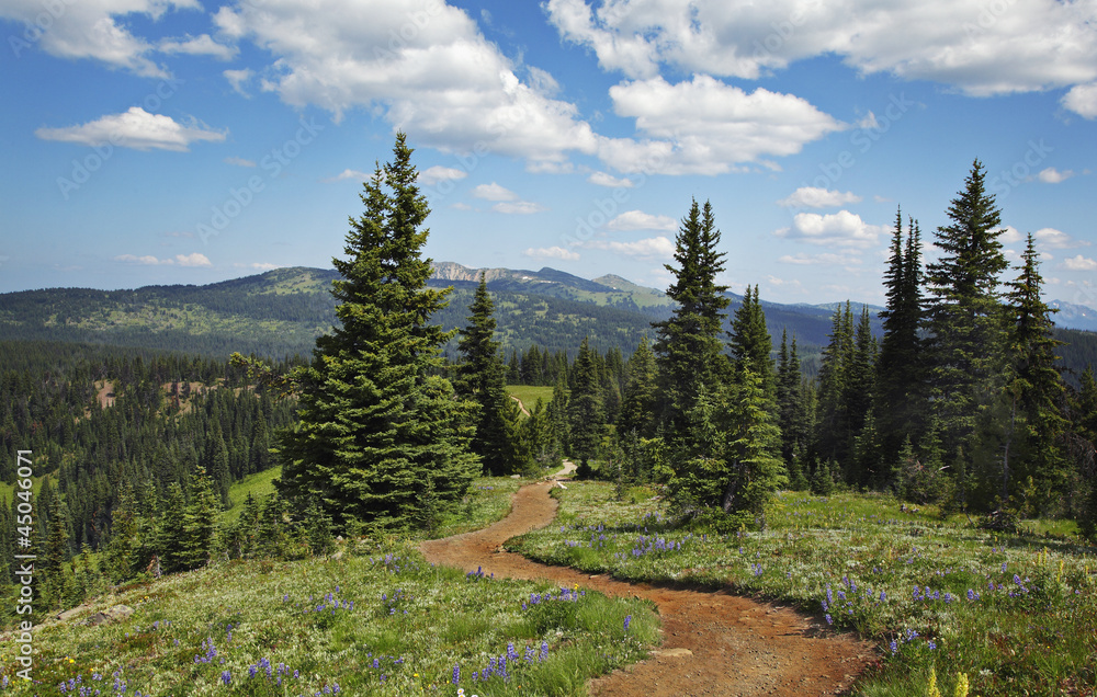 Obraz premium wanderweg im gebirge