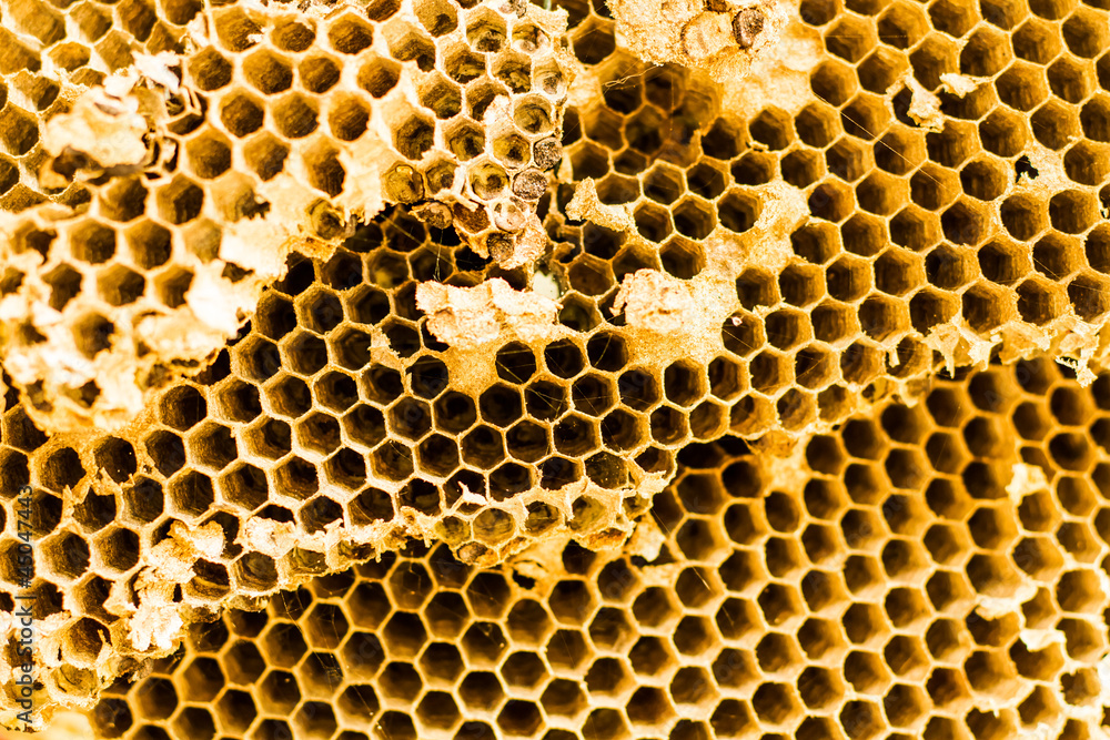 bee nest texture