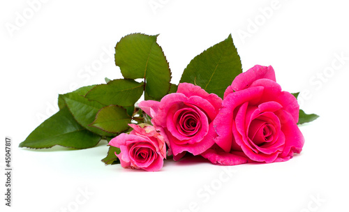 pink roses with leafs