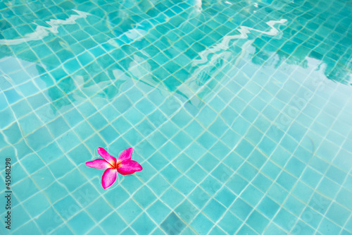 flower floating, pink flower floating in blue swimming pool