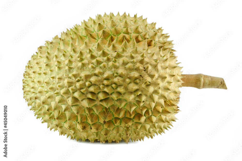 Durian, the king of fruit of South East Asia isolated on white Durian, the king of fruit of South East Asia isolated on white