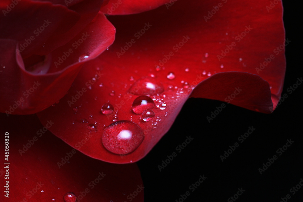 Fototapeta premium dew drops