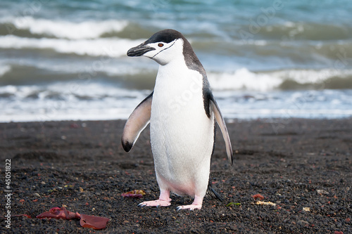 Chinstrap penguine on the Deception island, Antarctica