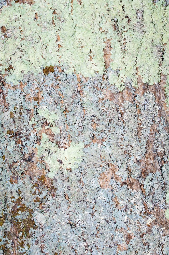 tree bark texture with moss tree bark texture with moss