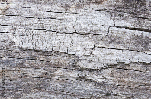 cracked tree bark texture