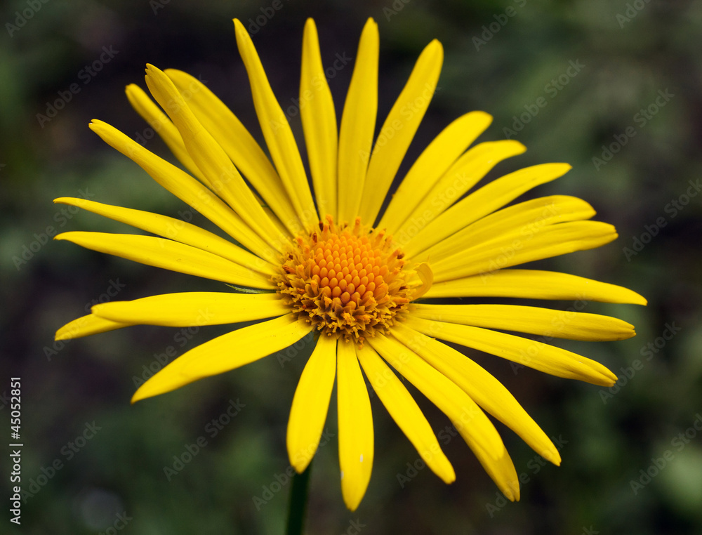 beautiful yellow flower beautiful yellow flower