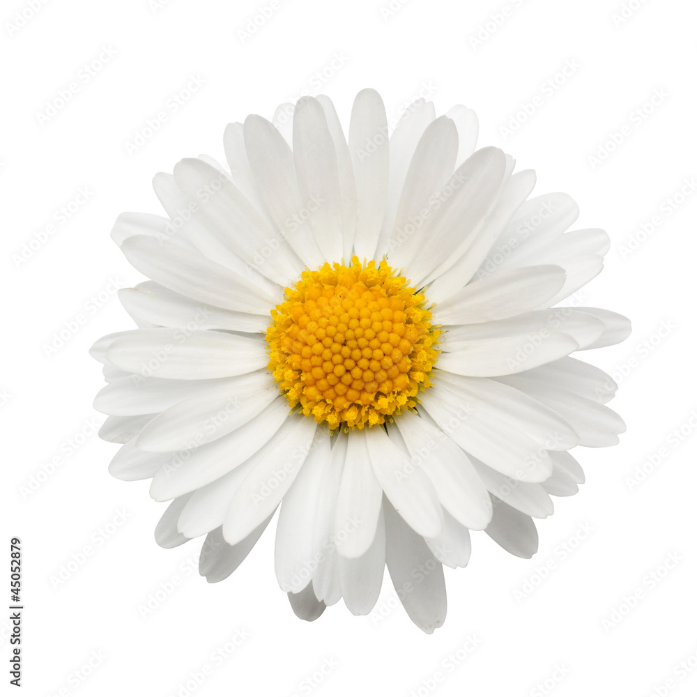 beautiful flower daisy
