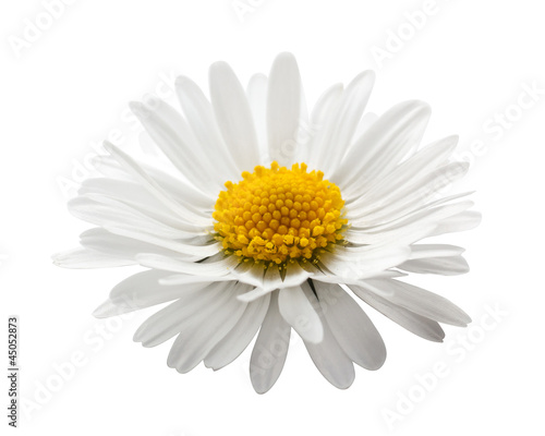Fototapeta beautiful flower daisy on white background