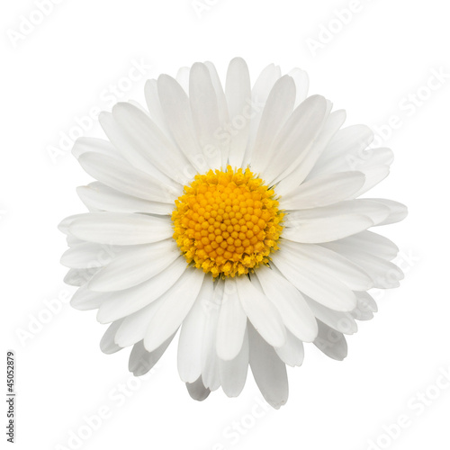 Fototapet beautiful flower daisy