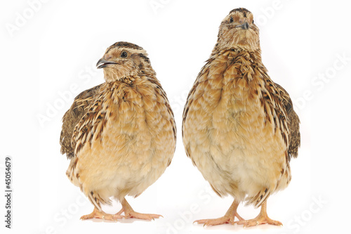 adult quail photo