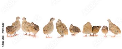 Fotografie quail