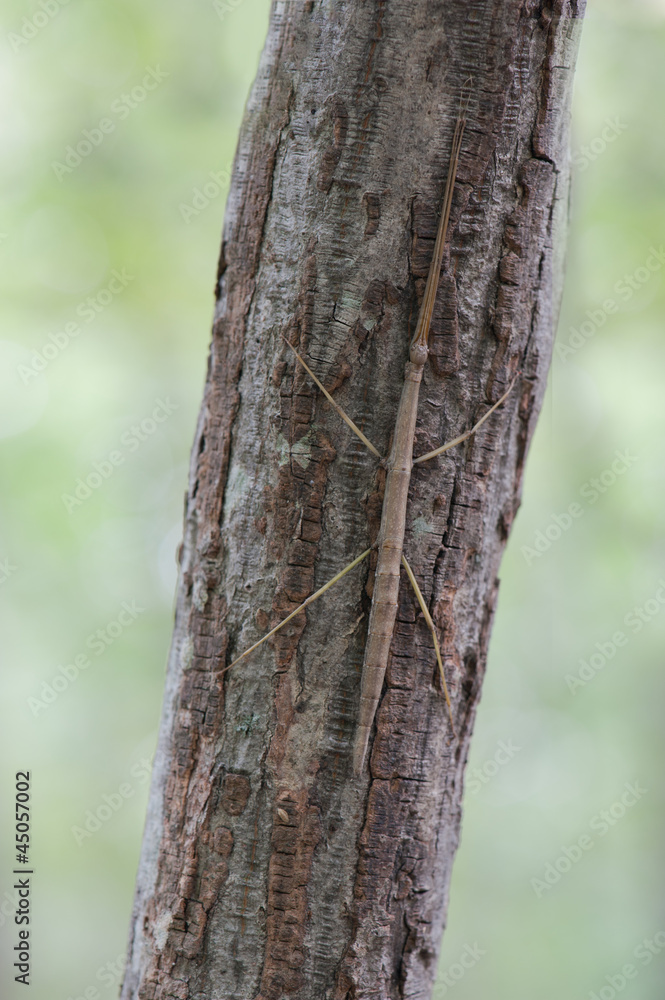 Walking stick insect on tree trunk Walking stick insect on tree trunk