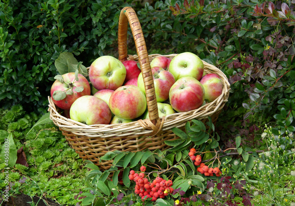 Ripe fresh apples in the basket Ripe fresh apples in the basket