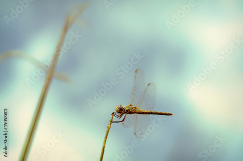 Wallpaper Mural L'immobilité de la libellule Torontodigital.ca