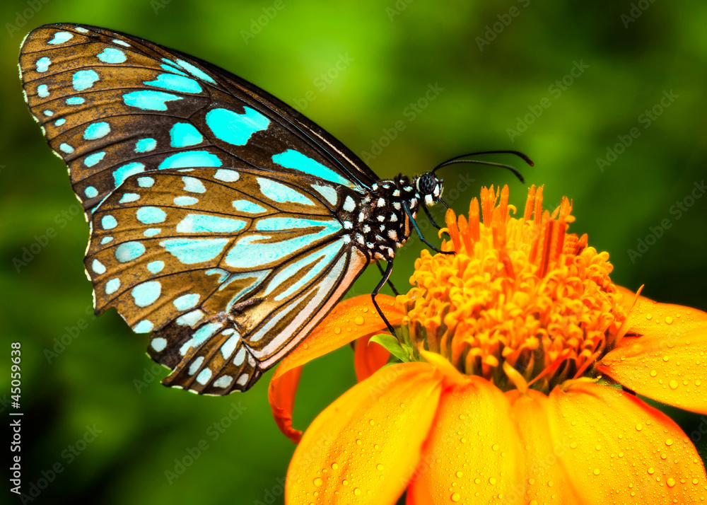 Obraz premium Niebieski motyl