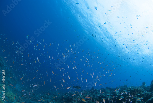 海底に舞う小魚の群れ