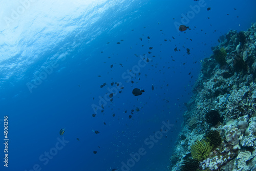 海底に舞う小魚の群れ © blueworldsender