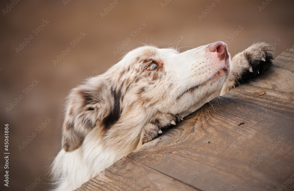 dog border collie Stock Photo | Adobe Stock