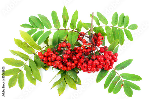 Bunch of rowan berries, white background